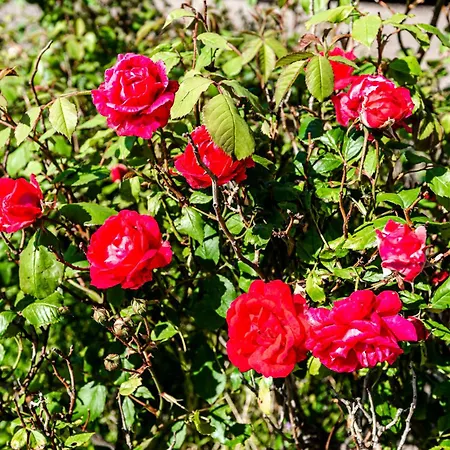 The Shell 42 * Zandvoort
