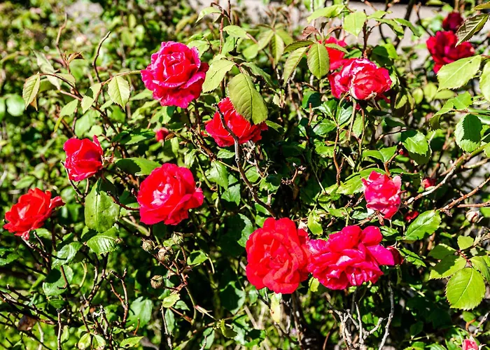 The Shell 42 * Zandvoort